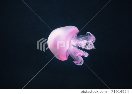 purple jellyfish rhizostoma pulmo underwater 71914934