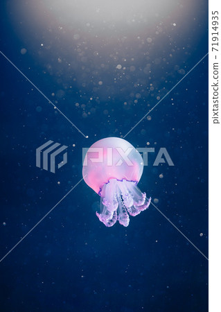 purple jellyfish rhizostoma pulmo underwater 71914935