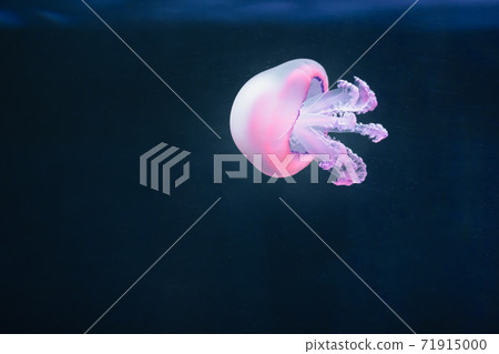 purple jellyfish rhizostoma pulmo underwater 71915000