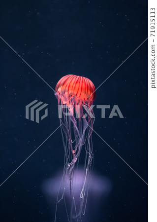 glowing jellyfish chrysaora pacifica underwater glowing jellyfish chrysaora pacifica underwater 71915113