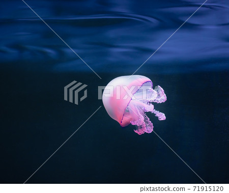 purple jellyfish rhizostoma pulmo underwater purple jellyfish rhizostoma pulmo underwater 71915120