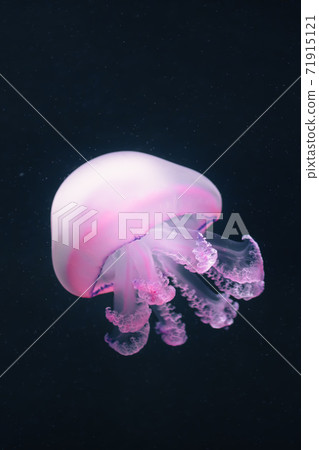 purple jellyfish rhizostoma pulmo underwater 71915121