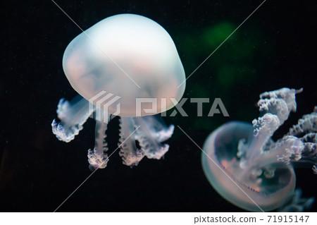 jellyfish rhizostoma pulmo underwater jellyfish rhizostoma pulmo underwater 71915147
