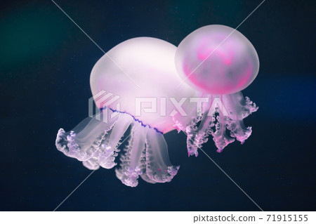 two purple jellyfish rhizostoma pulmo underwater two purple jellyfish rhizostoma pulmo underwater 71915155