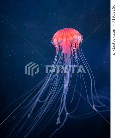 glowing jellyfish chrysaora pacifica underwater glowing jellyfish chrysaora pacifica underwater 71915156