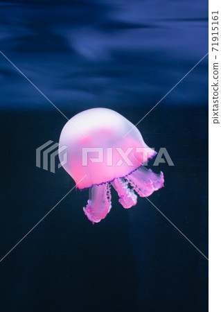 purple jellyfish rhizostoma pulmo underwater purple jellyfish rhizostoma pulmo underwater 71915161
