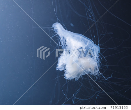 sea nettle jellyfish with long tails sea nettle jellyfish with long tails 71915163