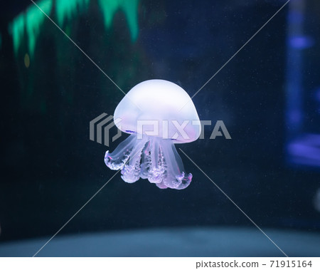 jellyfish rhizostoma pulmo underwater jellyfish rhizostoma pulmo underwater 71915164