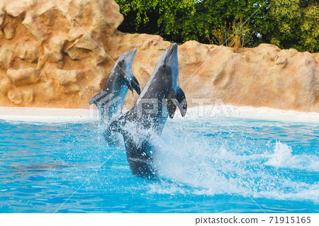 two dancing dolphins in blue water two dancing dolphins in blue water 71915165