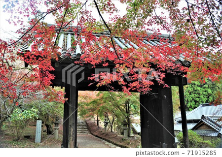 Akizuki Kuromon autumn leaves 71915285