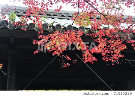 Akizuki Kuromon autumn leaves 71915289