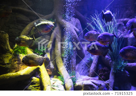 red-bellied piranha fish in aquarium with illumination red-bellied piranha fish in aquarium with illumination 71915325