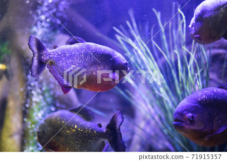 red-bellied piranha fish in aquarium with illumination red-bellied piranha fish in aquarium with illumination 71915357