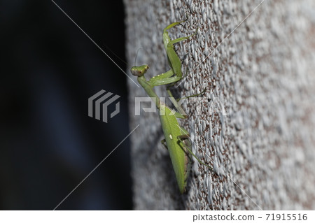 白尾螳螂 白尾螳螂 71915516