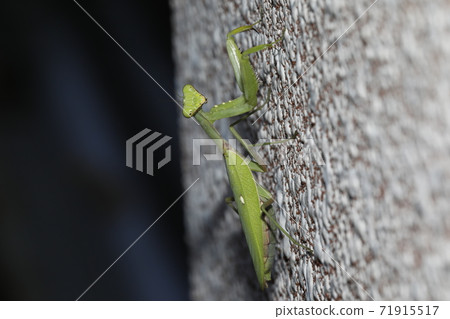 白尾螳螂 白尾螳螂 71915517