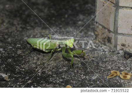 White-tailed Mantis 71915522