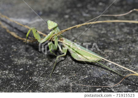 白尾螳螂 白尾螳螂 71915523