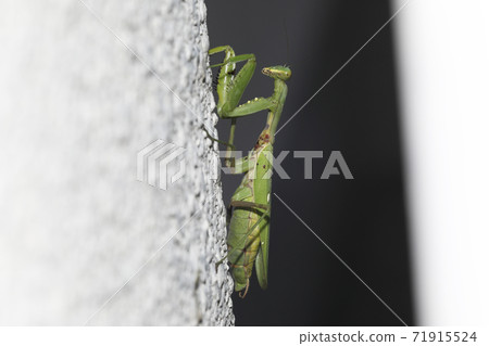 白尾螳螂 71915524