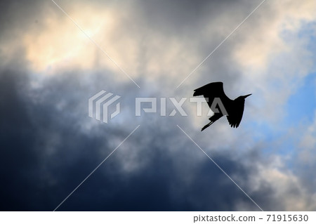 Through the darkness 71915630