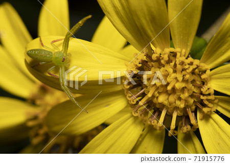 Leopard plant flower Oxytate striatus 71915776