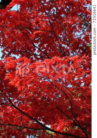 秋天的葉子和黃色的葉子，秋天的顏色 71916641