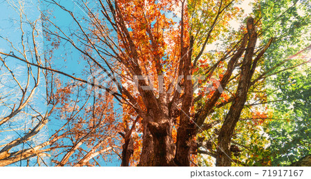 Tree gradually changing from summer to winter Tree gradually changing from summer to winter 71917167