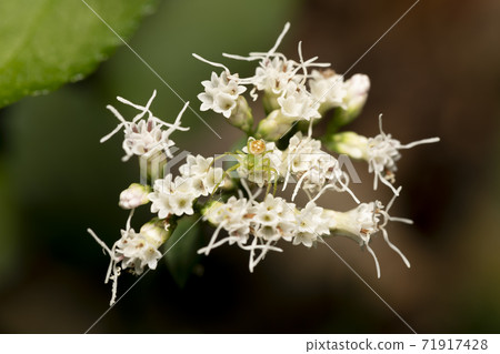 希奧多里巴納Kohana蜘蛛 71917428