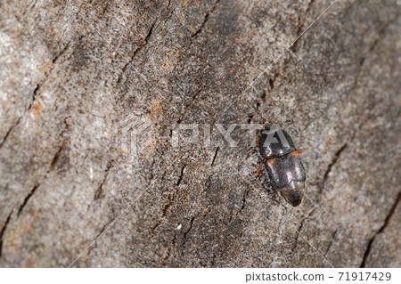 Creatures, insects, Katabenideokisui, do you mean "Keshikisui with a protruding red butt on the shoulders"? 71917429