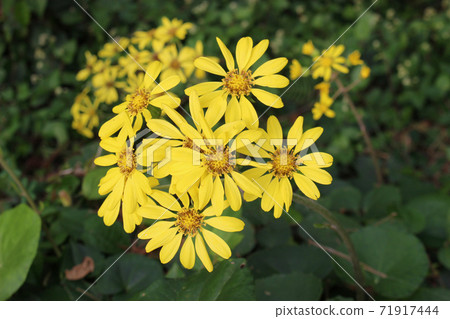 Yellow flowers of Zwabuki Yellow flowers of Zwabuki 71917444
