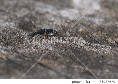生物，昆蟲，Katabenideokisui，在深秋有櫻桃樹樁。似乎要吃玉米和水果 71917679