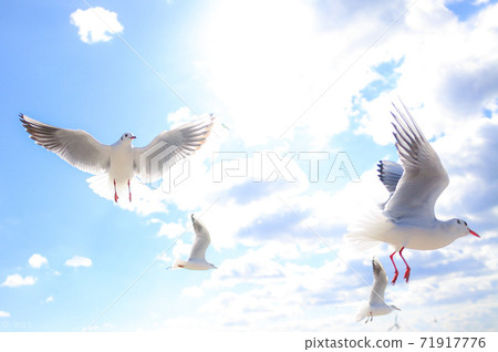 Flapping in the sky 71917776