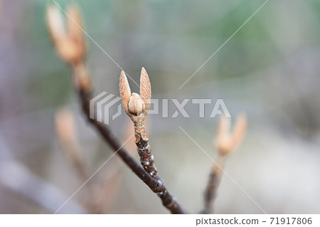 Viburnum furcatum winter bud 71917806