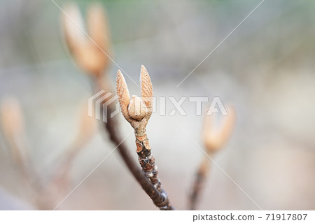 狼冬天芽 71917807