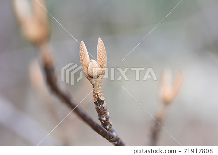狼冬天芽 71917808