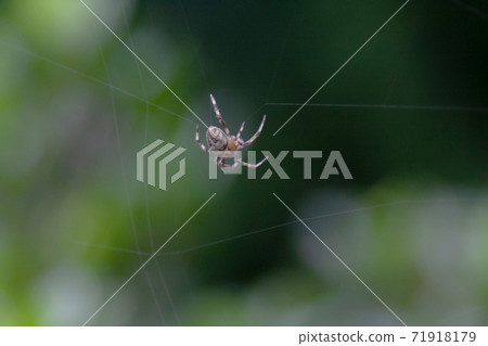 a Close up macro shot of a garden spider 71918179