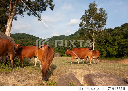 Cattle in the Upper Shing Mun Reservoir , hong kong Cattle in the Upper Shing Mun Reservoir , hong kong 71918216