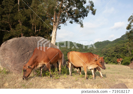 Cattle in the Upper Shing Mun Reservoir , hong kong Cattle in the Upper Shing Mun Reservoir , hong kong 71918217