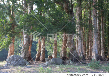 30 Sept 2007 Woodland of Paper bark trees in Jubilee Reservoir, 71918218
