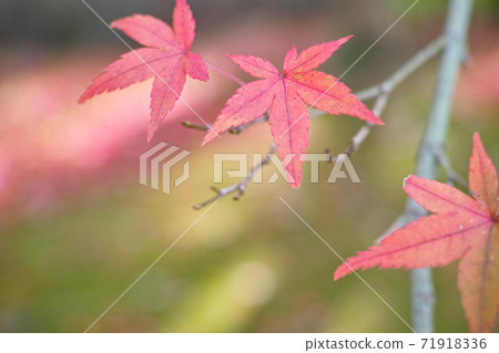 Winter image maple Winter image maple 71918336