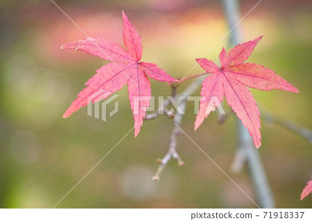 冬季圖片Momiji 冬季圖片Momiji 71918337