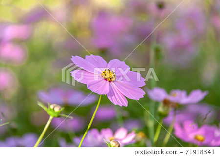 早晨傾斜的光芒閃耀的粉紅色宇宙 71918341