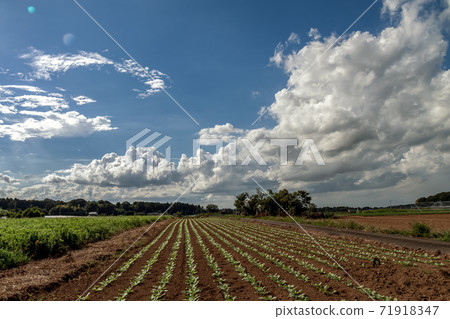 Rural landscape in early autumn Rural landscape in early autumn 71918347
