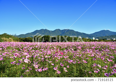 Cosmos flower field Cosmos flower field 71918515