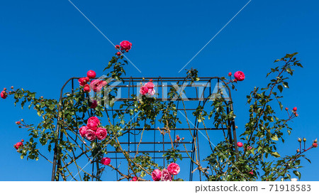 玫瑰盛開在藍藍的天空下 71918583