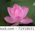 Lotus flower  71918631