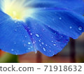 Ascending morning glory 71918632