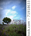 Blue sky and lavender 71918633