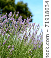 Lavender field on a sunny day 71918634