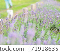 Pastel lavender field 71918635