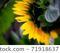 Sunflower looking down 71918637